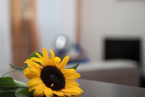 Santa Croce image 32